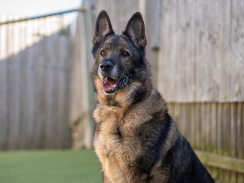 undefined | German Shepherd Dog | undefined - 4