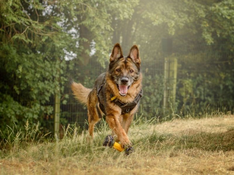 Zara | German Shepherd Dog | Kenilworth (West Midlands) - 5