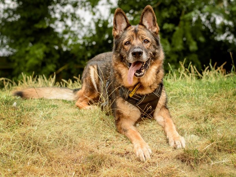 Zara | German Shepherd Dog | Kenilworth (West Midlands) - 10
