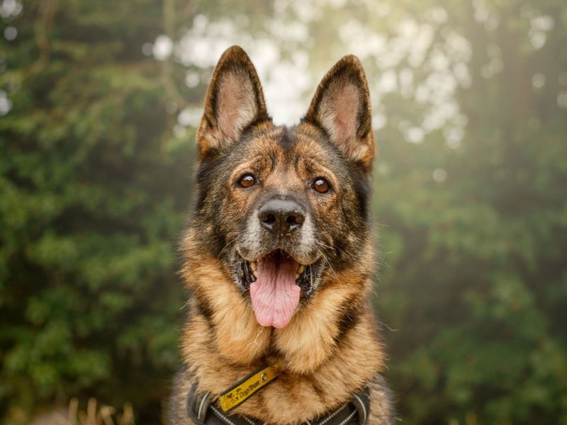 Zara | German Shepherd Dog | Kenilworth (West Midlands) - 3