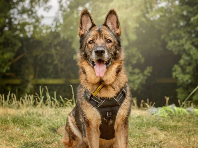 Zara | German Shepherd Dog | Kenilworth (West Midlands) - 9