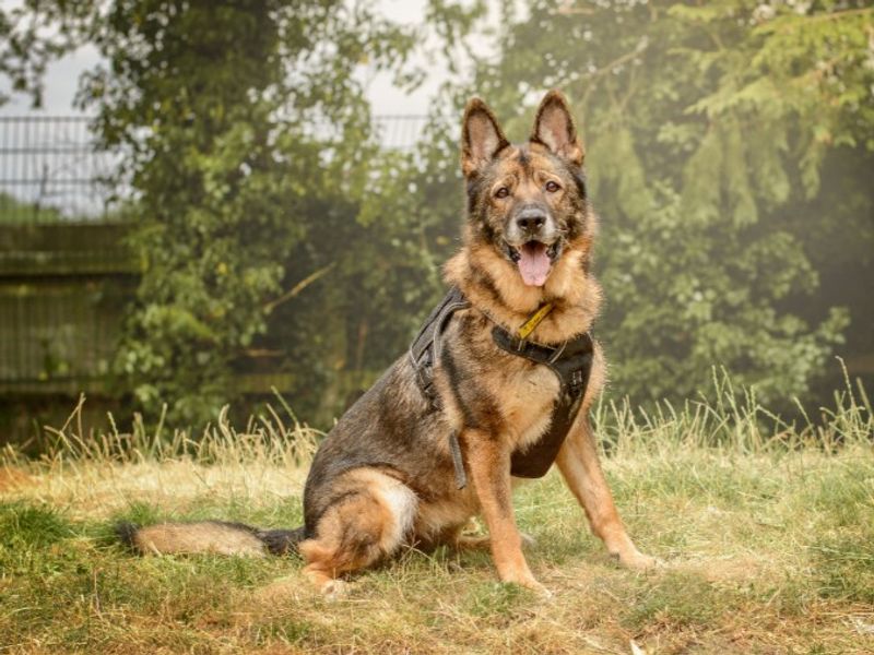 Zara | German Shepherd Dog | Kenilworth (West Midlands) - 11