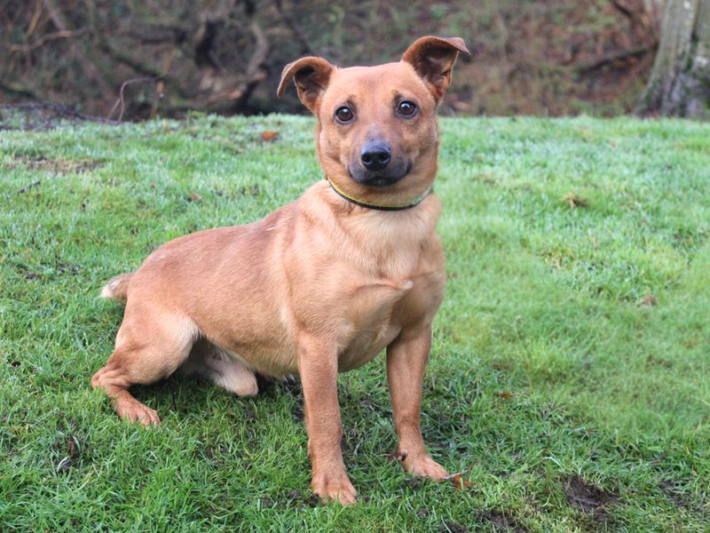 Jack Russell Terrier for adoption in Liverpool, Merseyside – 2 years old