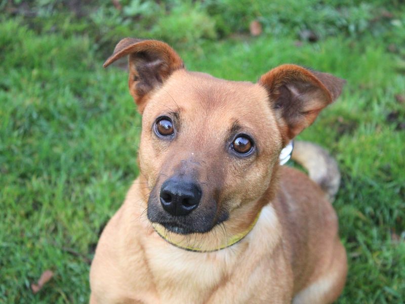 Jack Russell Terrier for adoption in Liverpool, Merseyside – 2 years old - Image 2 of 3