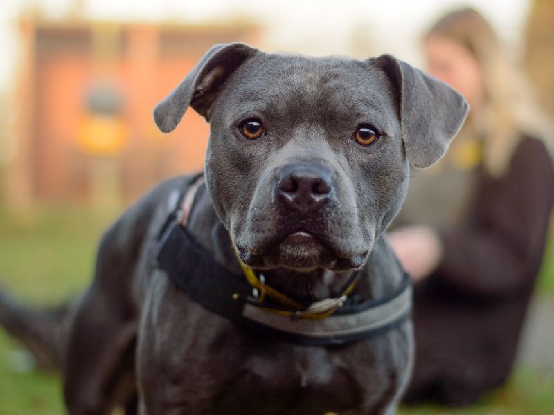 Staffordshire Bull Terrier Dogs And Puppies For Adoption