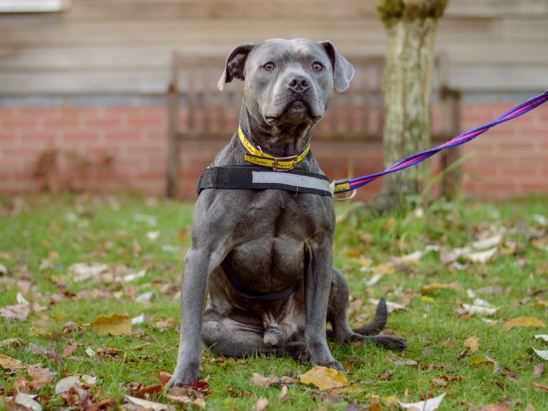 Staffordshire Bull Terrier for adoption in Kenilworth, Warwickshire – 2 years old - Image 3 of 5