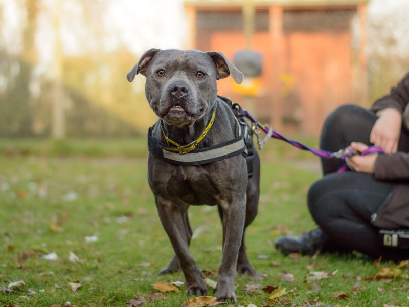 Staffordshire Bull Terrier for adoption in Kenilworth, Warwickshire – 2 years old - Image 4 of 5