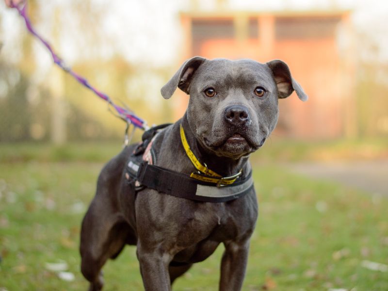 Staffordshire Bull Terrier for adoption in Kenilworth, Warwickshire – 2 years old - Image 2 of 5