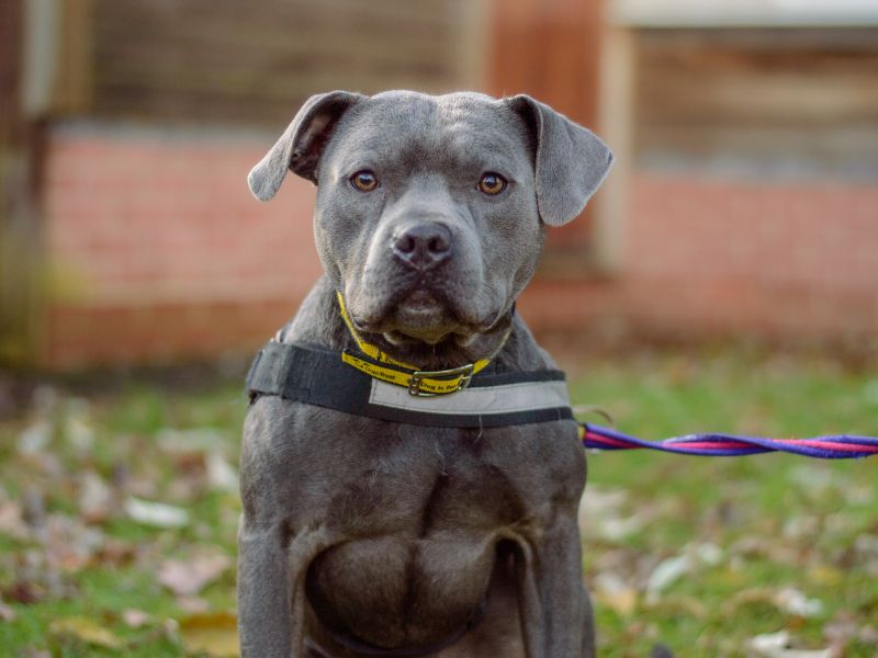 Staffordshire Bull Terrier for adoption in Kenilworth, Warwickshire – 2 years old - Image 5 of 5