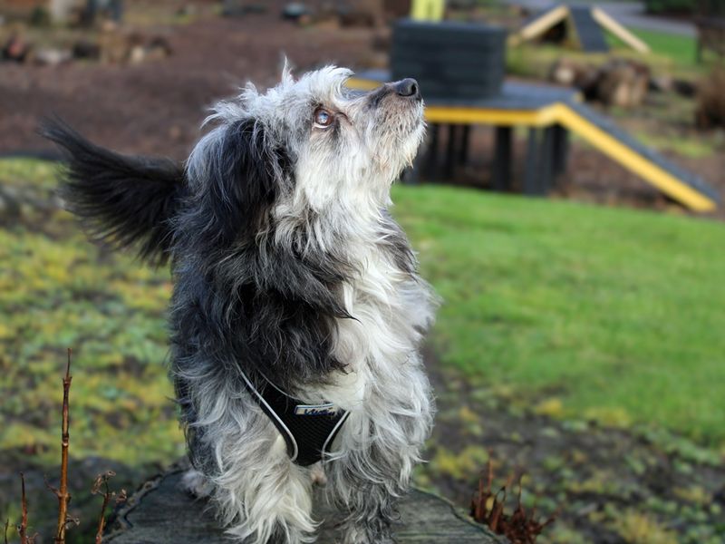 Pomeranian for adoption in Liverpool, Merseyside – 1 year old