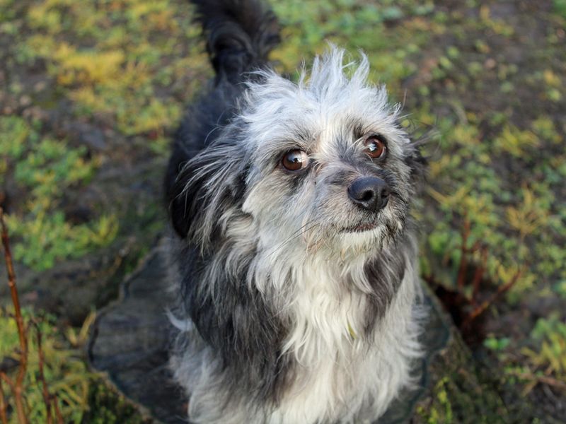 Dachshund for adoption in Liverpool, Merseyside – 1 year old - Image 4 of 4