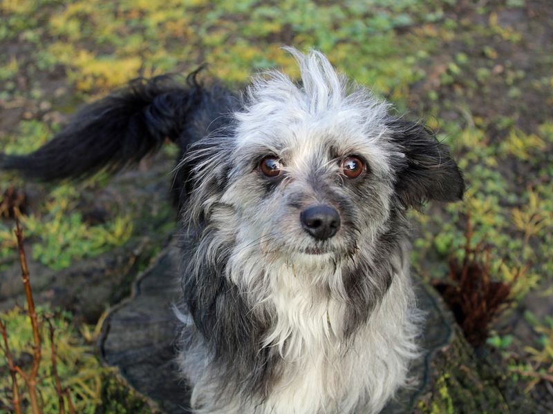 Beenie | Pomeranian Cross | Merseyside (Liverpool) - 1