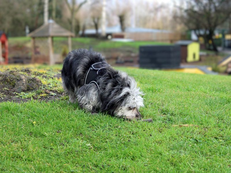 Dachshund for adoption in Liverpool, Merseyside – 1 year old - Image 3 of 4