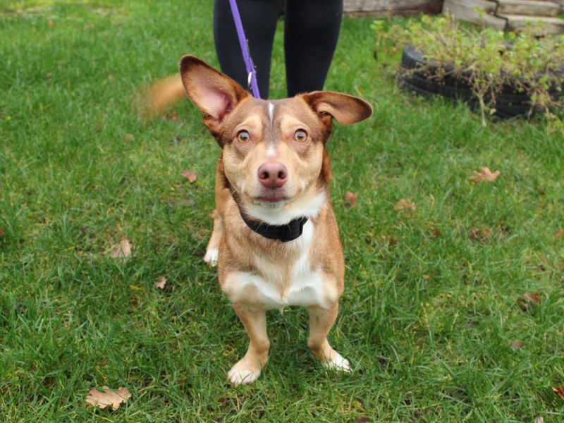 Dachshund for adoption in Newbury, Berkshire – 1 year old - Image 5 of 6