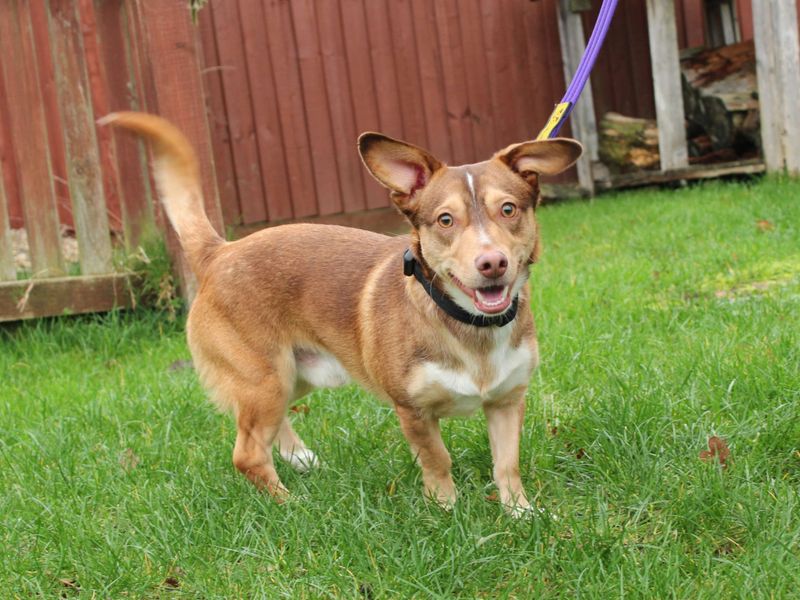 Dachshund for adoption in Newbury, Berkshire – 1 year old - Image 2 of 6