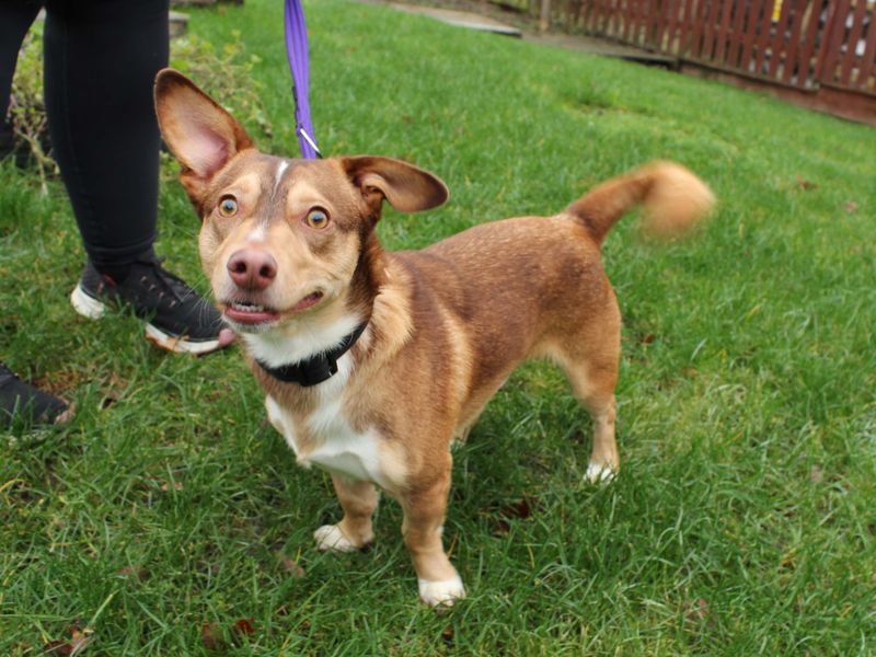 Dachshund Dogs And Puppies For Adoption