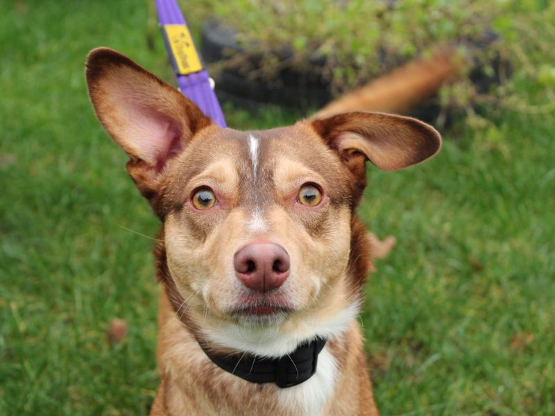 Dachshund for adoption in Newbury, Berkshire – 1 year old - Image 3 of 6