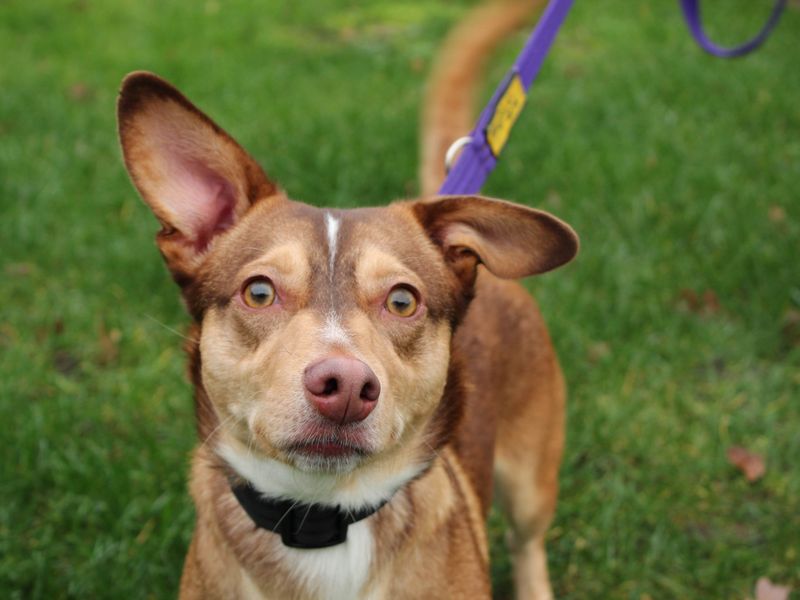 Dachshund for adoption in Newbury, Berkshire – 1 year old - Image 4 of 6