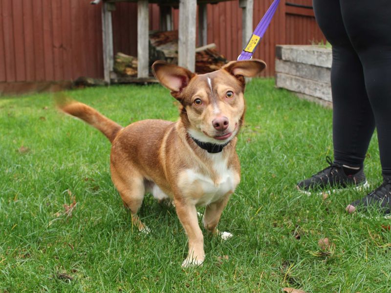 Dachshund for adoption in Newbury, Berkshire – 1 year old - Image 6 of 6