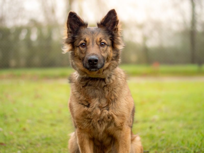 German Shepherd for adoption in Kenilworth, Warwickshire – 6 years old - Image 2 of 4
