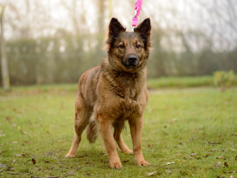 German Shepherd for adoption in Kenilworth, Warwickshire – 6 years old - Image 3 of 4