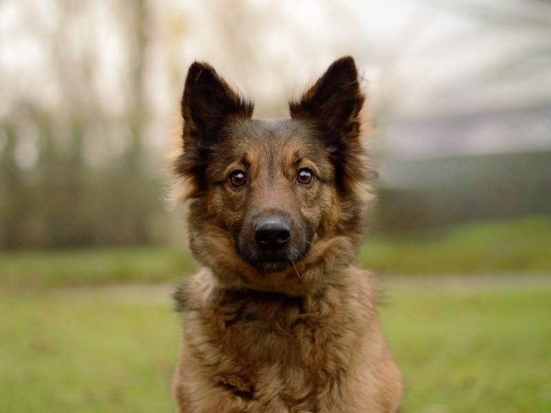 German Shepherd for adoption in Kenilworth, Warwickshire – 6 years old - Image 4 of 4