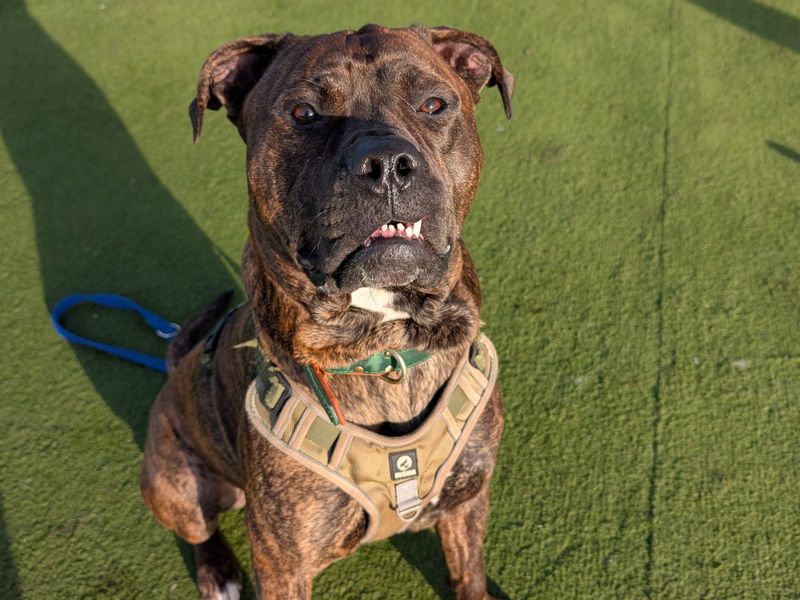 Bruno, a 4 years old male Unknown available for adoption from Dogs Trust in Harefield, Greater London