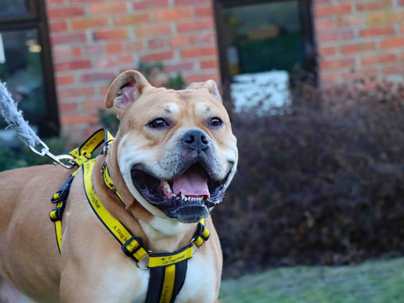 Bruno | Bulldog | Darlington - 1