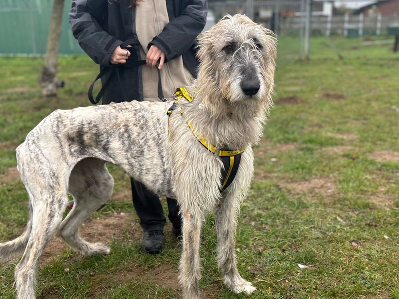 Blitzen | Irish Wolfhound | Snetterton (Norfolk) - 1