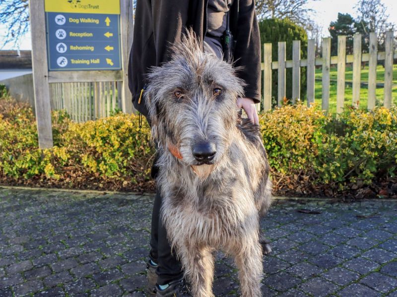 Comet, a 4 years old female Irish Wolfhound available for adoption from Dogs Trust in Evesham, West Midlands