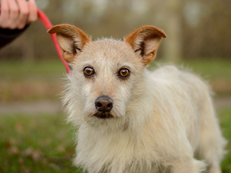 Jack Russell Terrier for adoption in Kenilworth, Warwickshire – 9 years old - Image 3 of 3