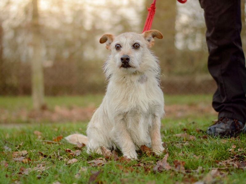 Jack Russell Terrier for adoption in Kenilworth, Warks – 8 years old