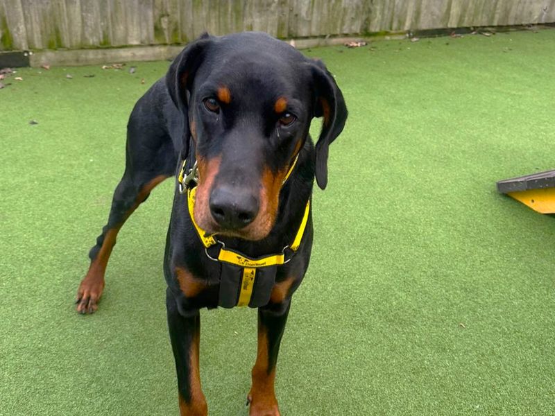 Marley | Dobermann | Canterbury - 2