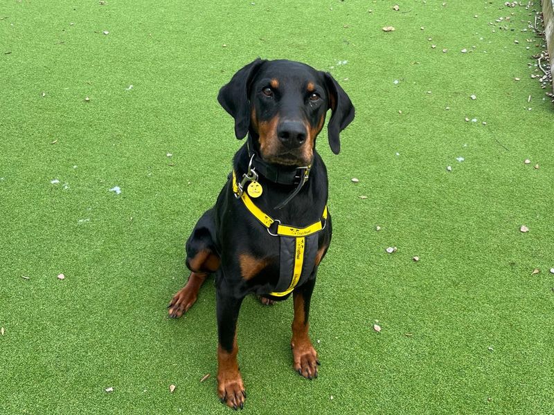 Marley | Dobermann | Canterbury - 3