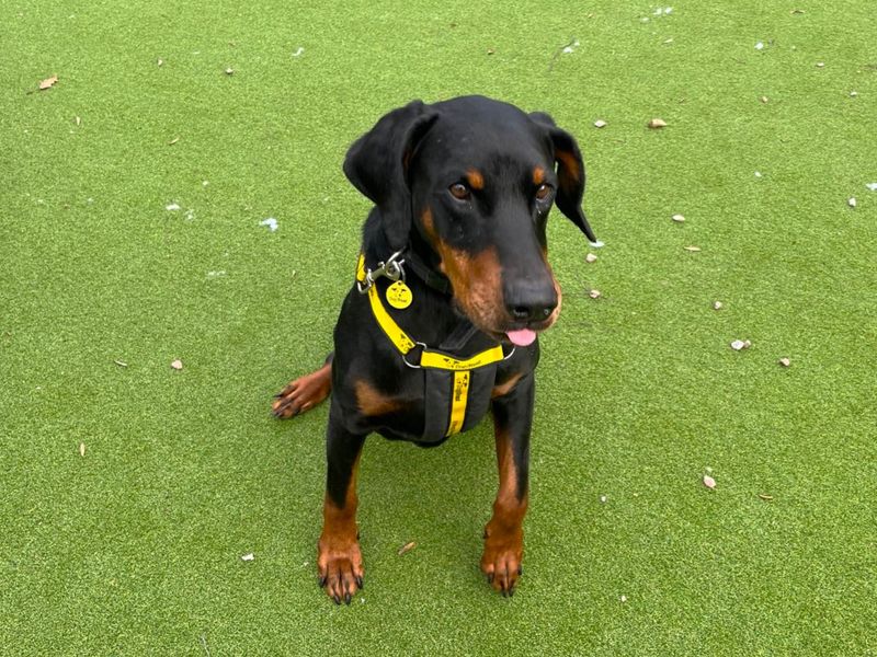 Marley | Dobermann | Canterbury - 4