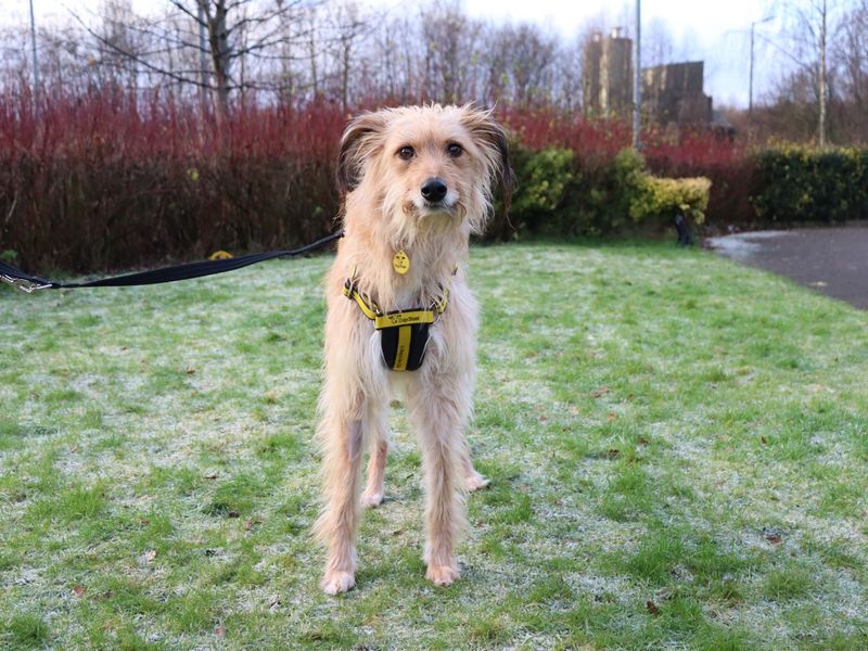 Holly, a 4 years old female Lurcher available for adoption from Dogs Trust in Glasgow, Scotland