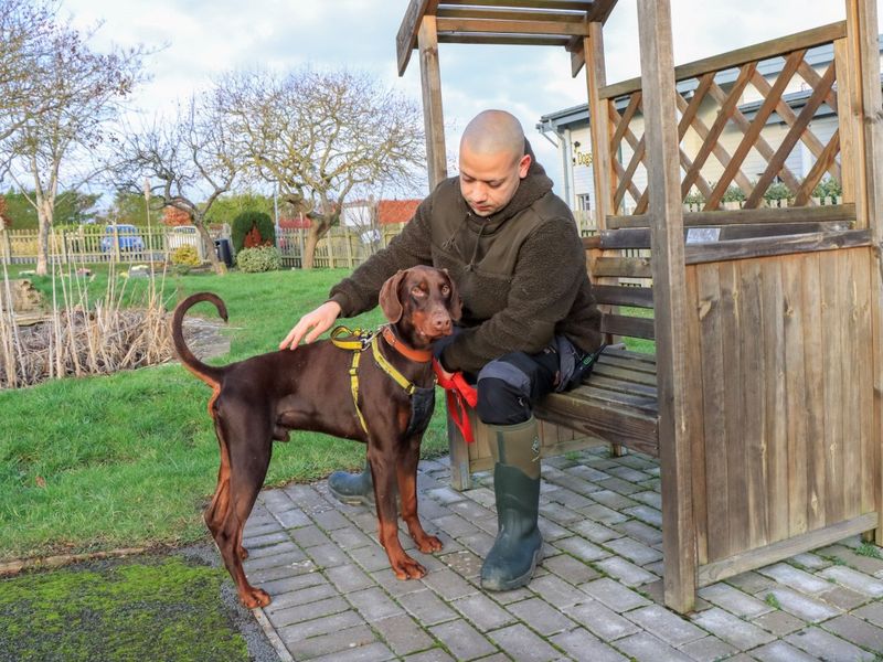 Doberman for adoption in Evesham, Worcestershire – 1 year old - Image 3 of 5