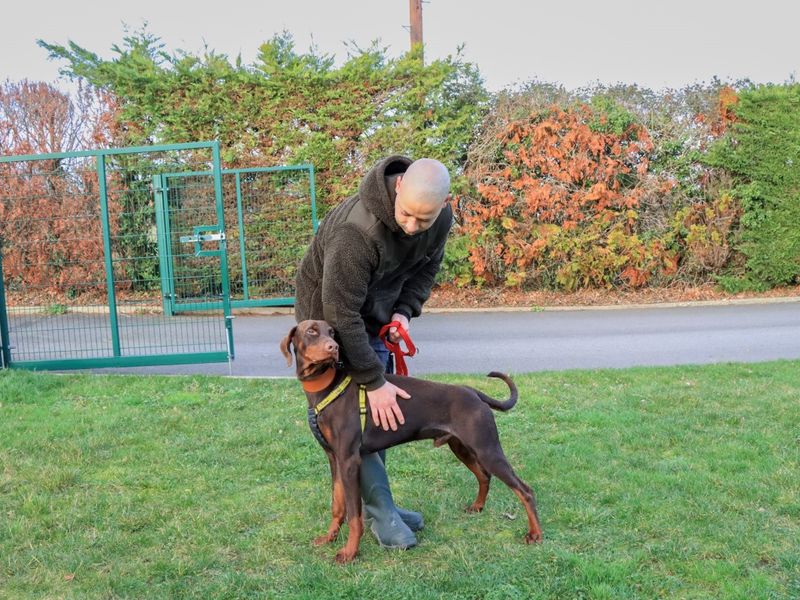 Doberman Dogs And Puppies For Adoption