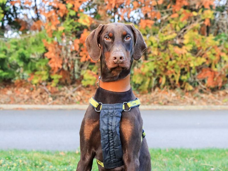 Doberman for adoption in Evesham, Worcestershire – 1 year old - Image 2 of 5