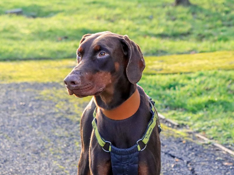 Doberman for adoption in Evesham, Worcestershire – 1 year old - Image 4 of 5