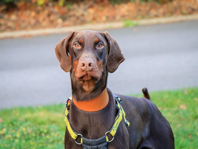 Doberman for adoption in Evesham, Worcestershire – 1 year old - Image 5 of 5