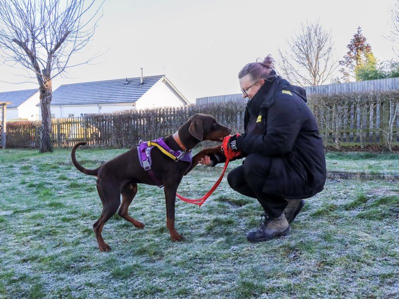 undefined | Dobermann | undefined - 6
