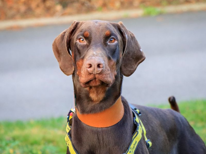 Frank, a 2 years old male Dobermann available for adoption from Dogs Trust in Berkshire