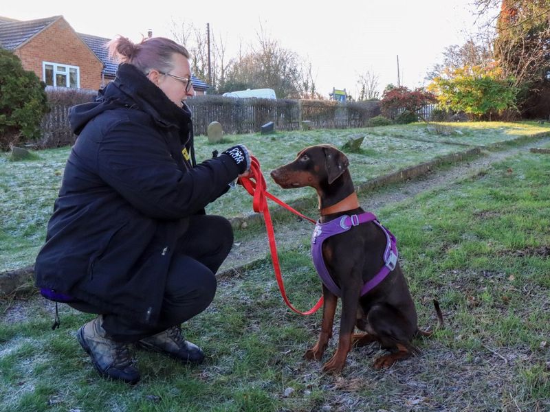 undefined | Dobermann | undefined - 4