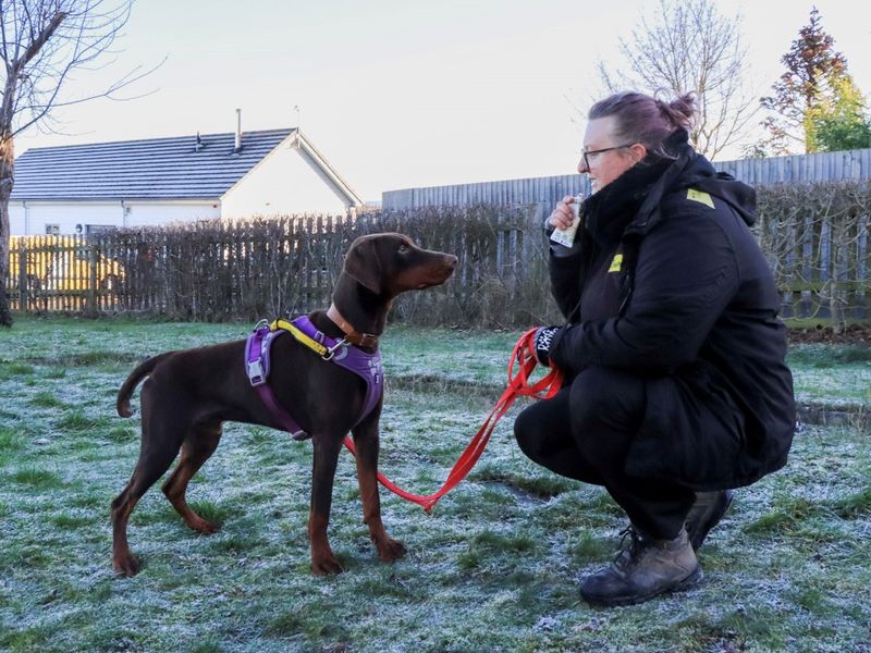 undefined | Dobermann | undefined - 5