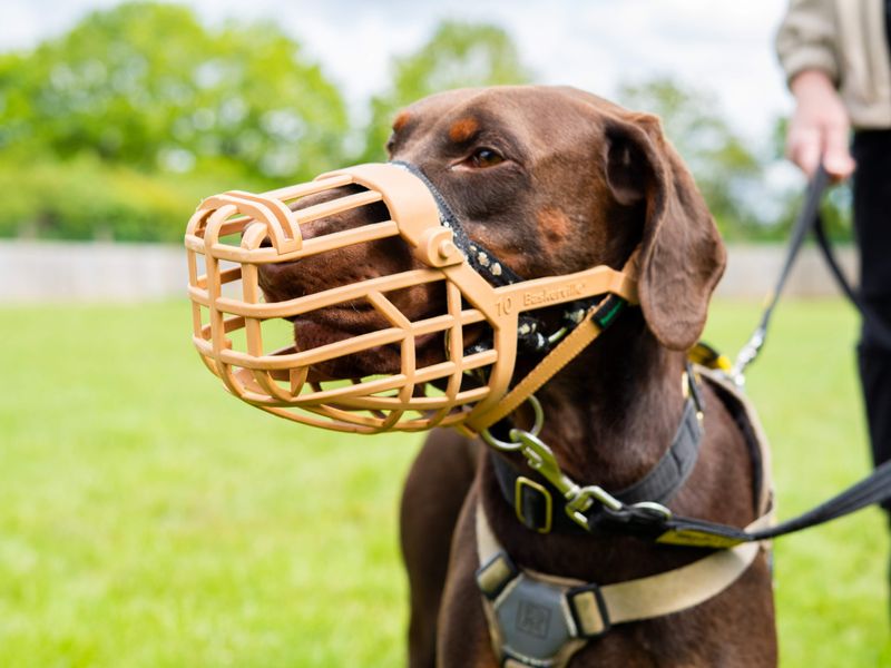 undefined | Dobermann | undefined - 5