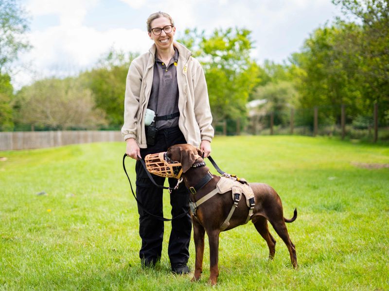 undefined | Dobermann | undefined - 4