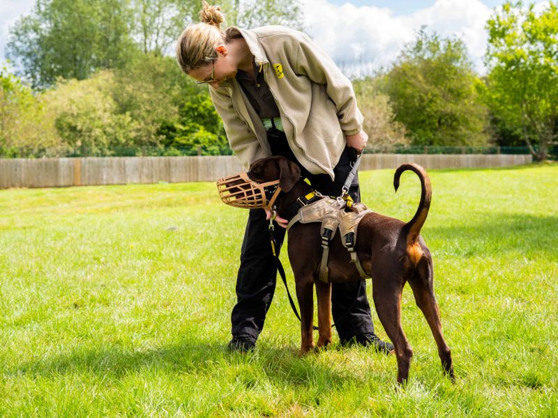 undefined | Dobermann | undefined - 7