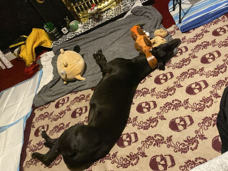 Greyhound for adoption in Telford, Shropshire – 6 years old