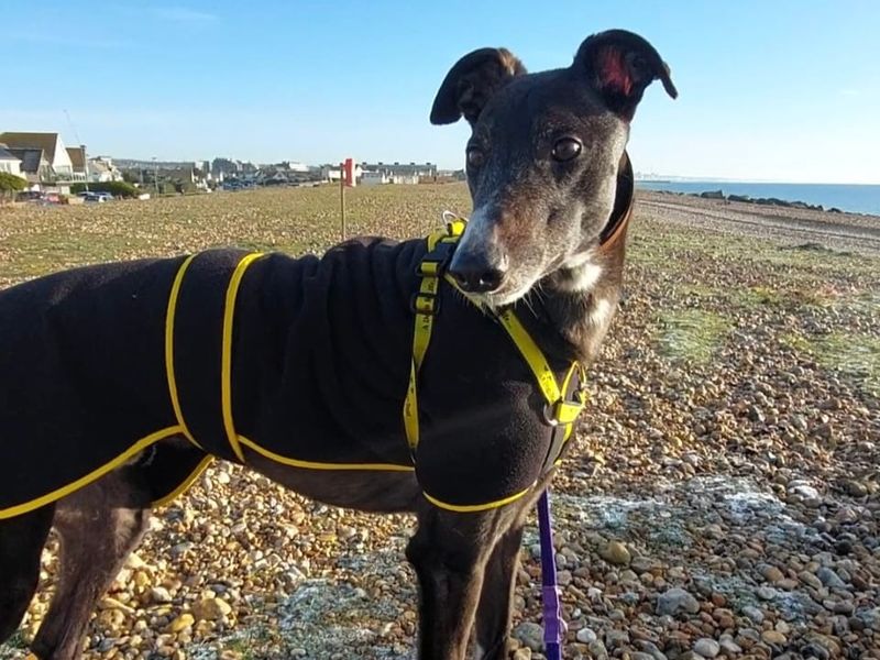 Greyhound for adoption in Shoreham-by-Sea, West Sussex – 6 years old - Image 2 of 2